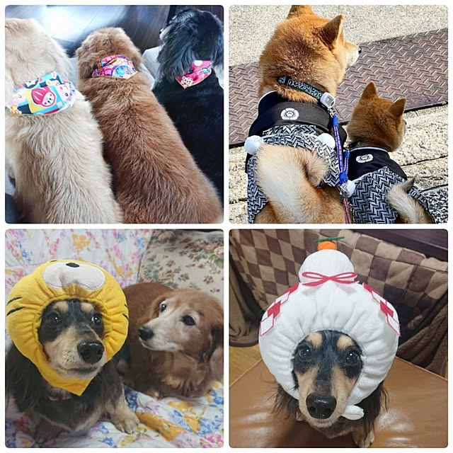 cocosorasakuさんの実例写真