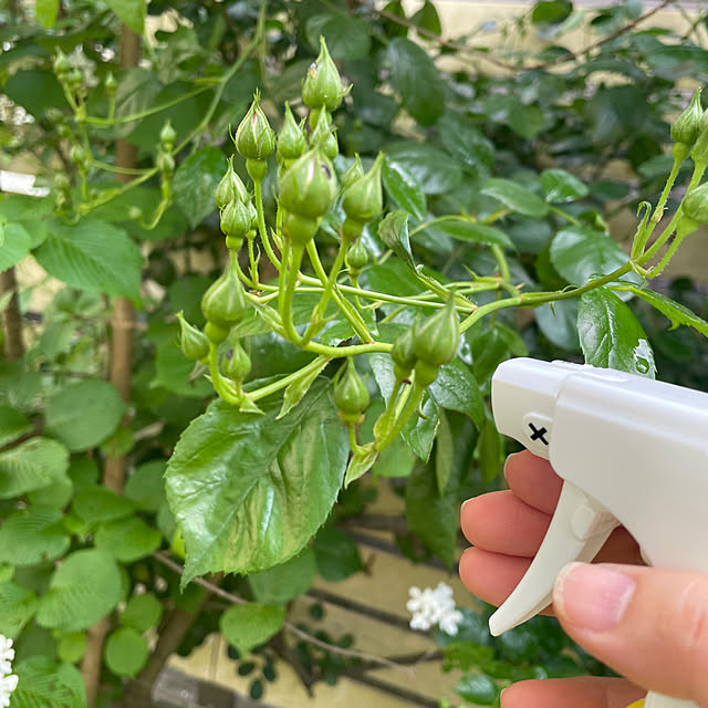 cheeさんの実例写真