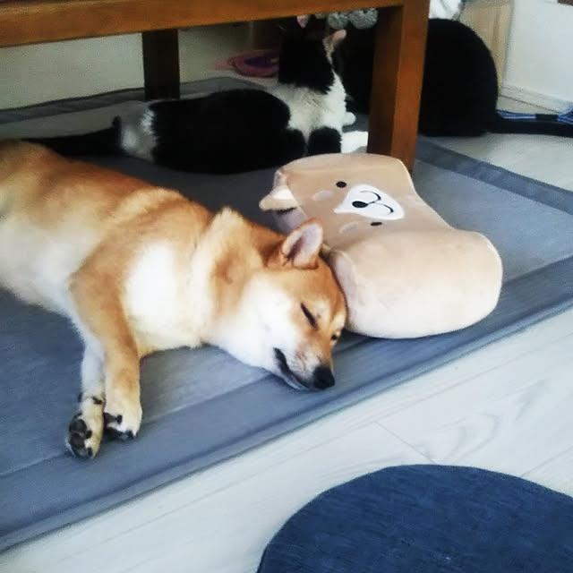 yucchiさんの実例写真