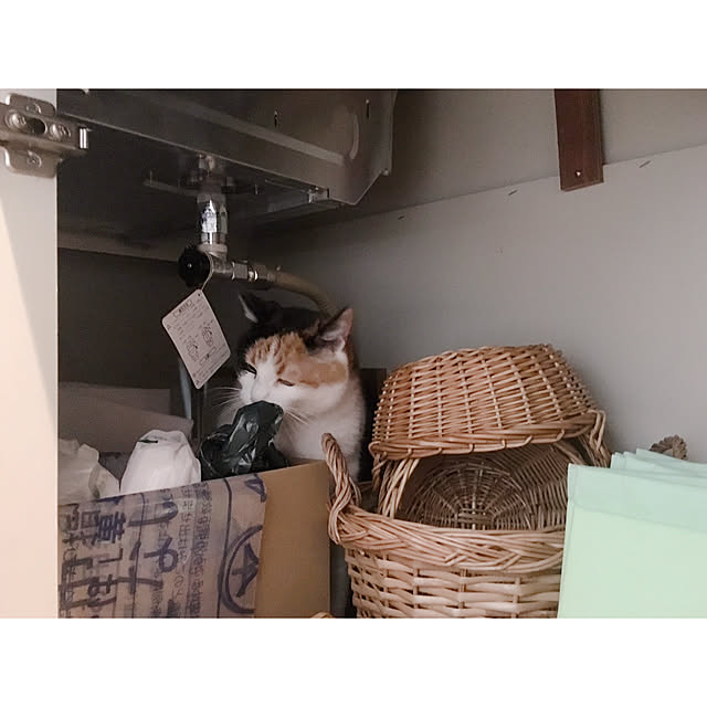 warashibeさんの実例写真