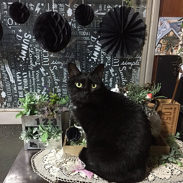 vivienne.coco-keiさんの実例写真