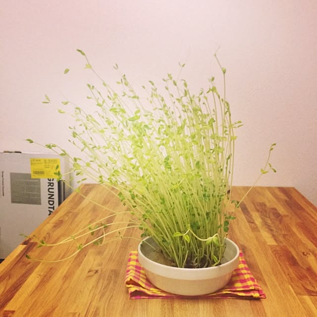 riemさんの実例写真