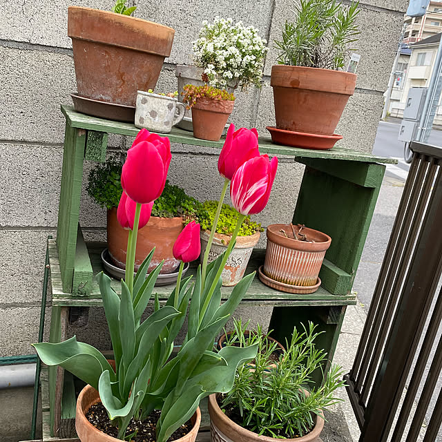shimaumaさんの実例写真