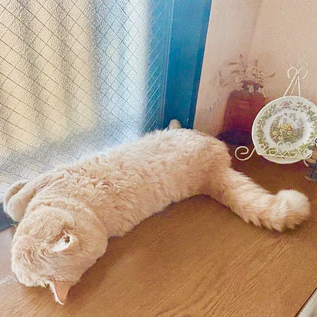naokoさんの実例写真