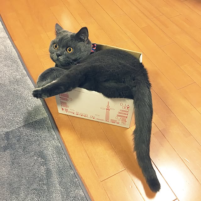 Shojiさんの実例写真