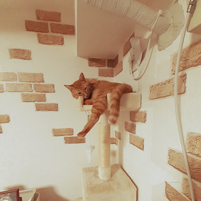 chisaviさんの実例写真