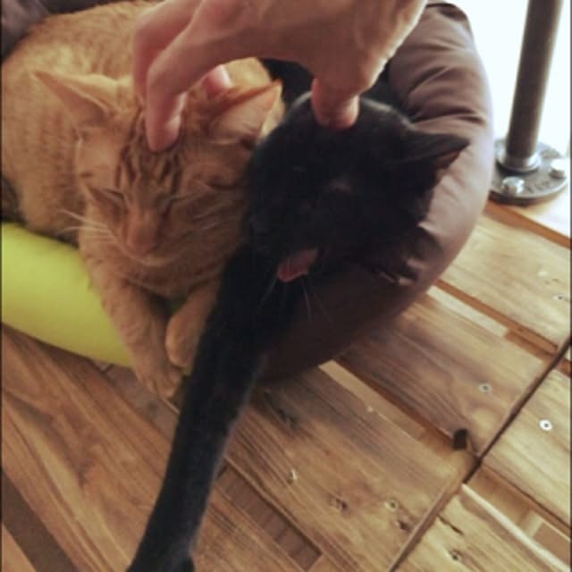 sumisumiさんの実例写真