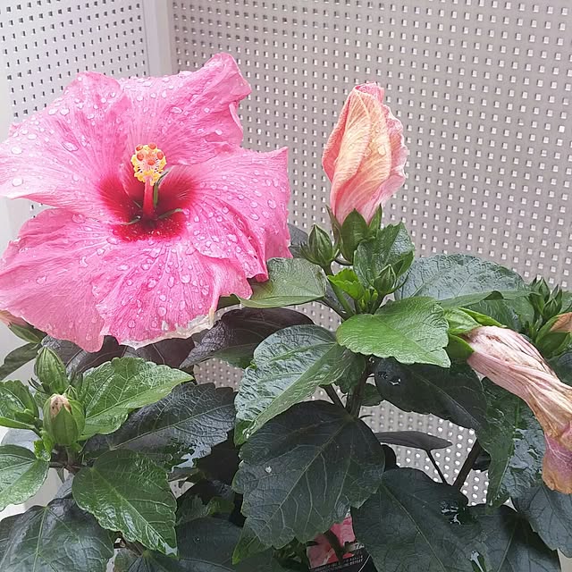 bluemojitoさんの実例写真