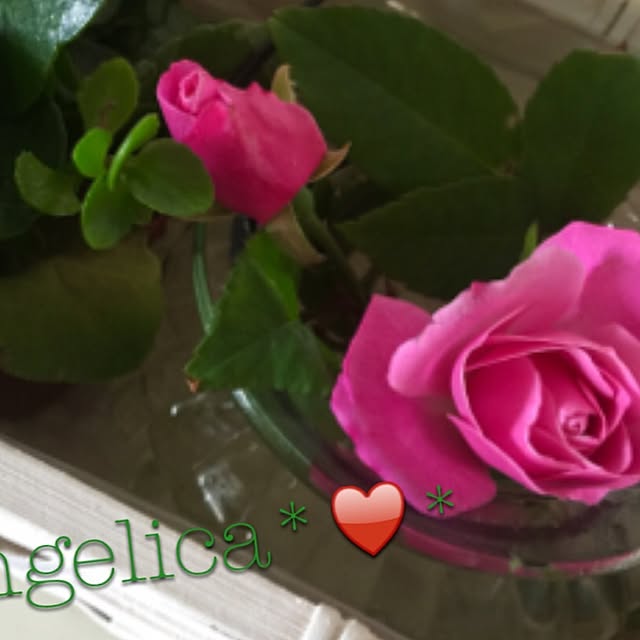 angelicaさんの実例写真