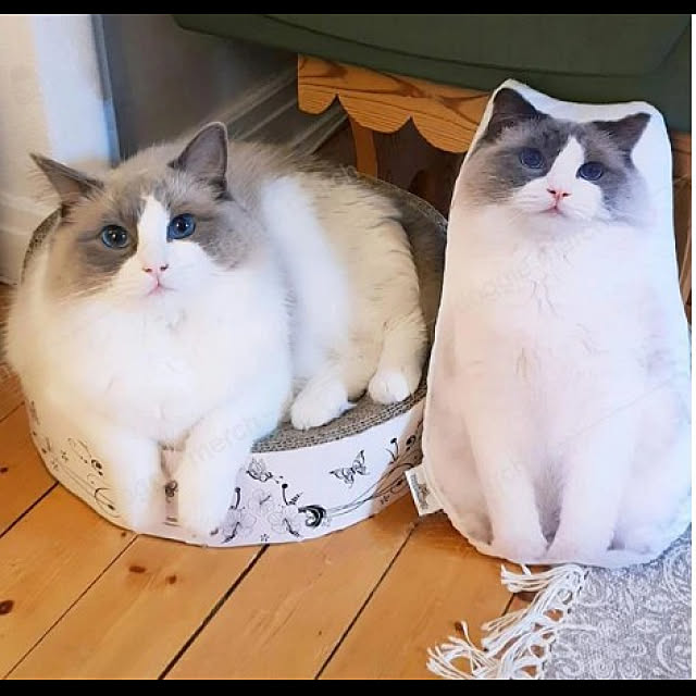 petschaninさんの実例写真