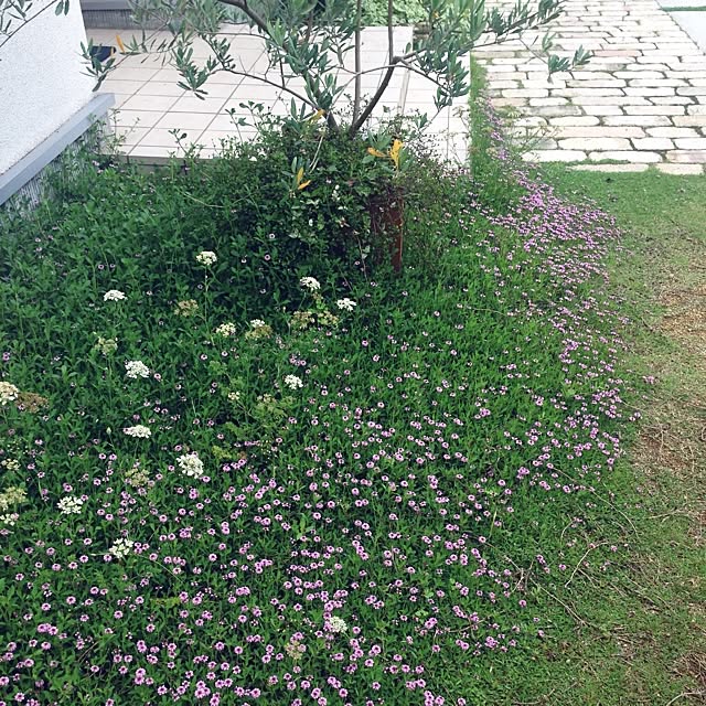 Mayu821さんの実例写真