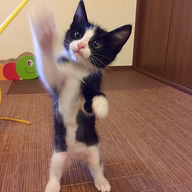 butachanさんの実例写真