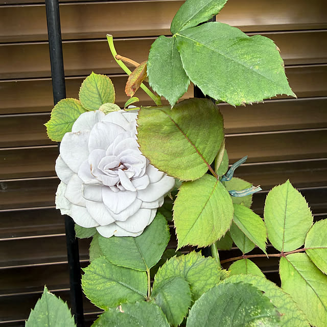 mamizaさんの部屋