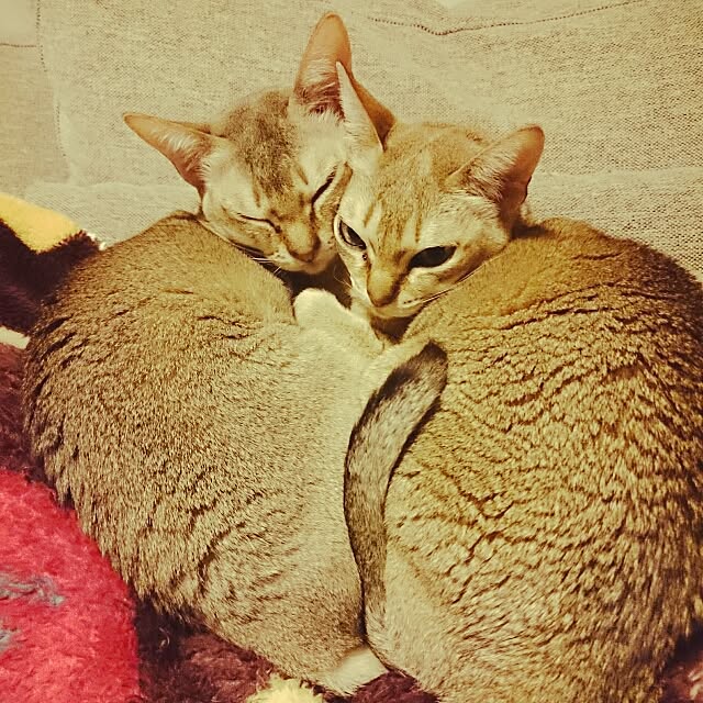 Jcさんの実例写真