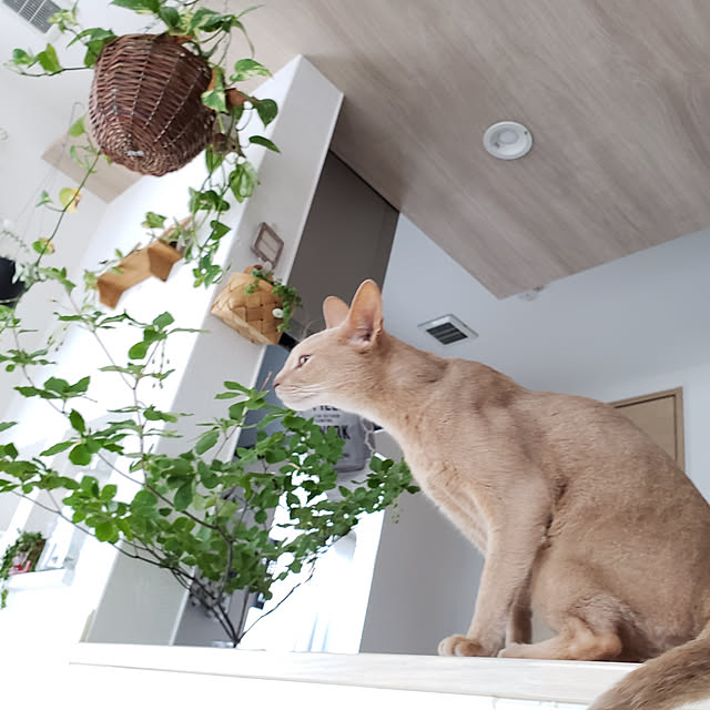 megu.catさんの実例写真