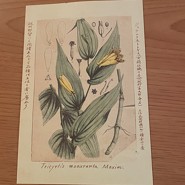 kuikoさんの部屋