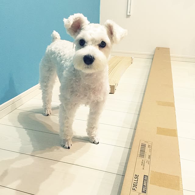suzyさんの実例写真