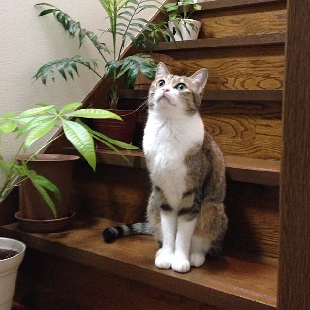 kayocoさんの実例写真