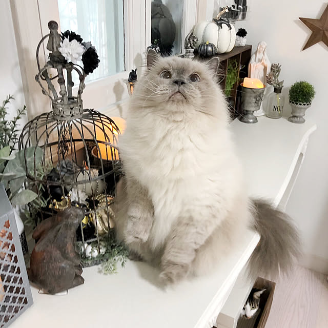 yuchiさんの実例写真
