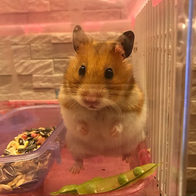 miiさんの実例写真