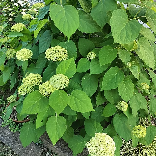 feuileさんの部屋