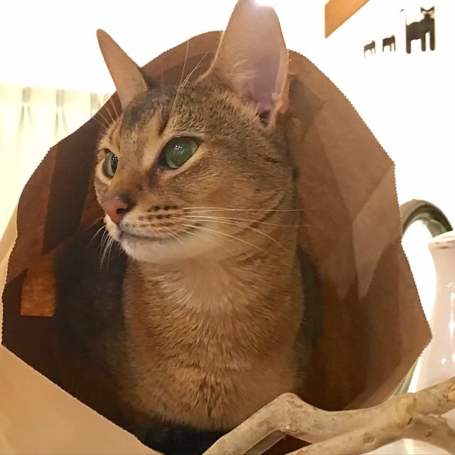 sakineko528さんの実例写真