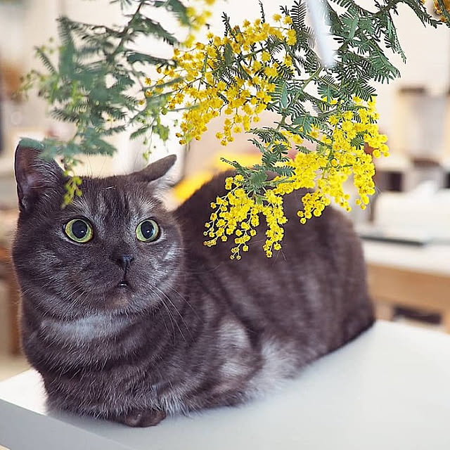 tomatoさんの実例写真