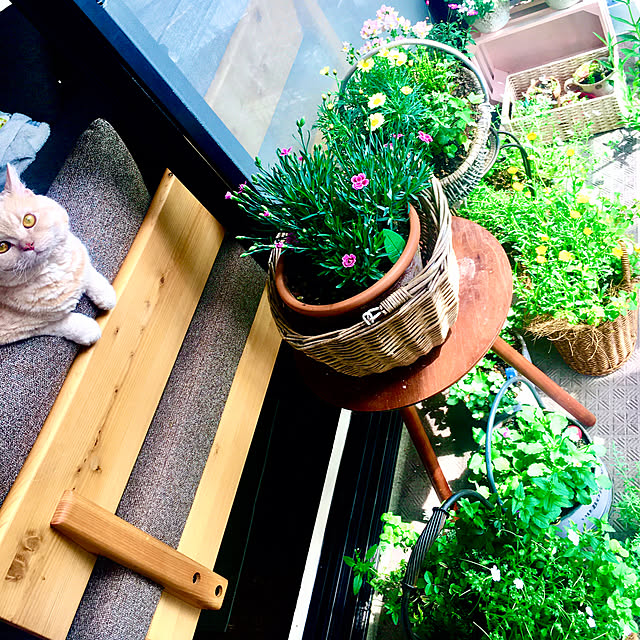 naokoさんの実例写真
