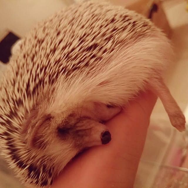 kuruさんの実例写真
