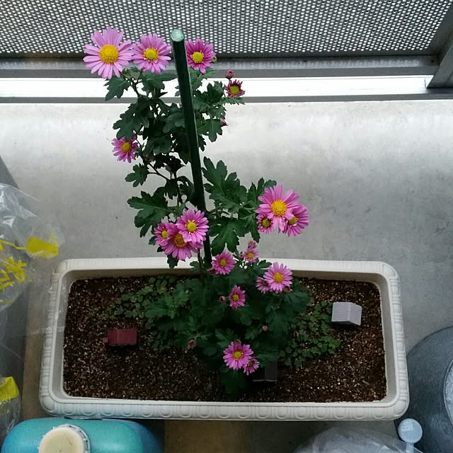 M.Sさんの実例写真