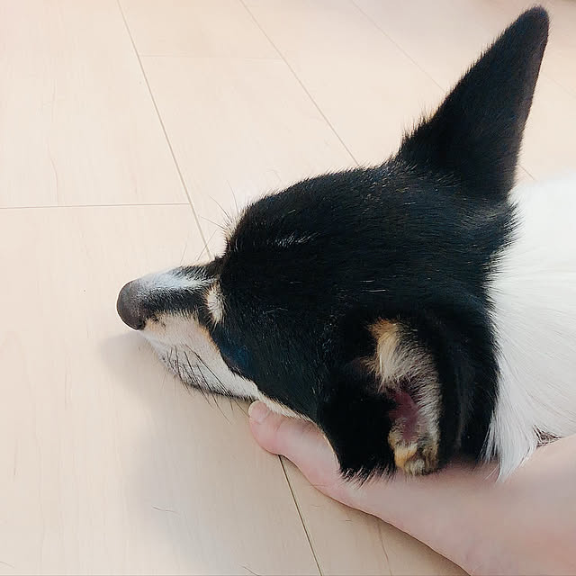 Ruiさんの実例写真