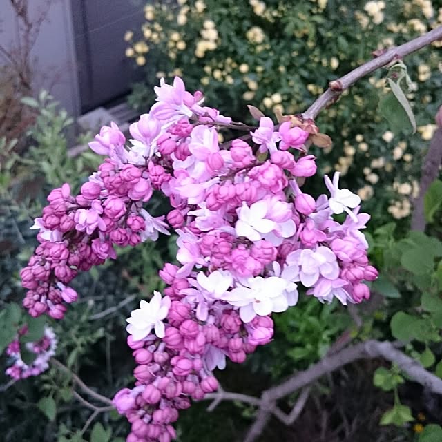 runaさんの実例写真