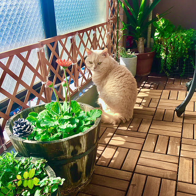 naokoさんの実例写真