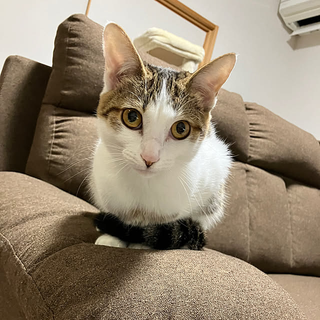 ha_koさんの部屋