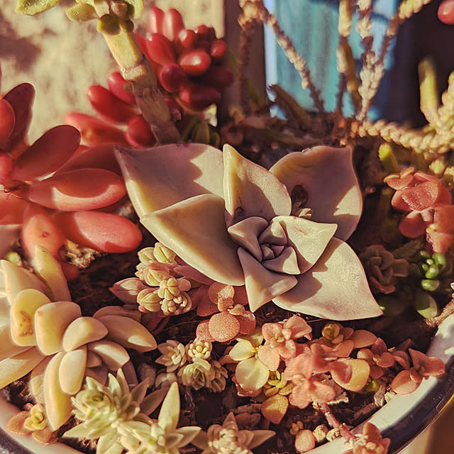 玄関/入り口/多肉植物♡/多肉寄せ植え/多肉植物/多肉植物だいすき。...などのインテリア実例 - 2023-02-28 15:58:54