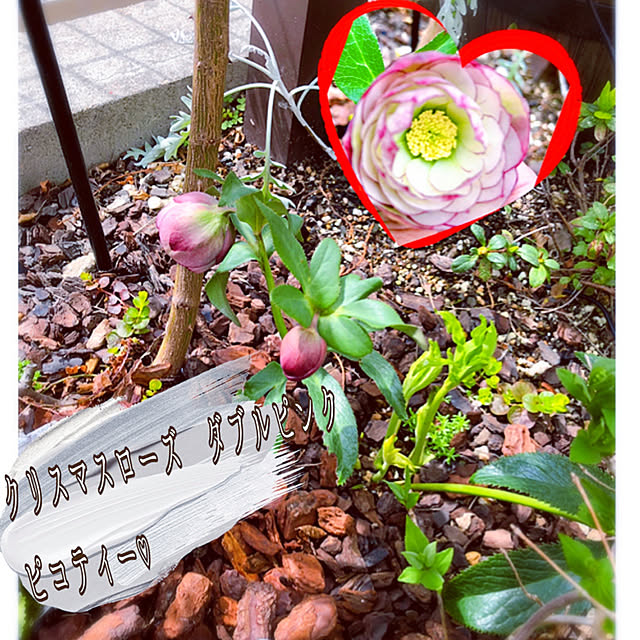 hinamamaさんの実例写真