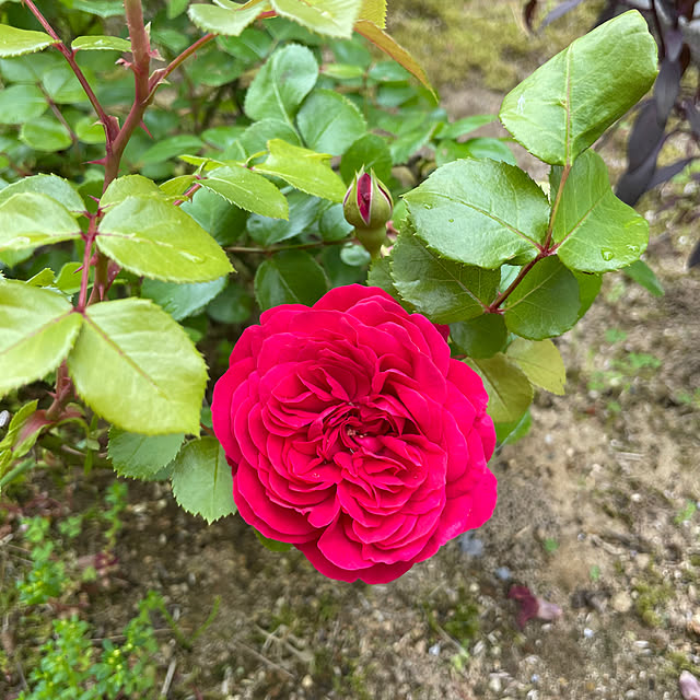 ベッド周り/返り咲きの薔薇/九弁八重咲/蒸し暑い/雨24℃...などのインテリア実例 - 2024-05-27 22:41:08