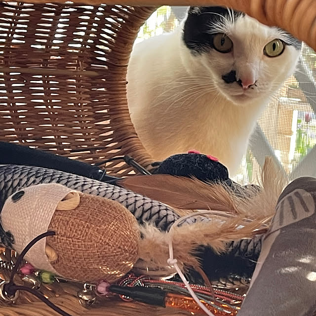 nobikoさんの部屋