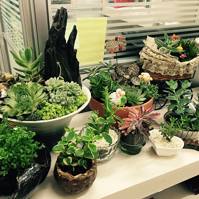 棚/多肉植物/DIY/植物のインテリア実例 - 2015-11-16 01:12:38