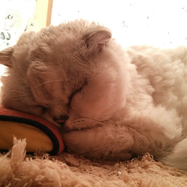 Eliyさんの実例写真