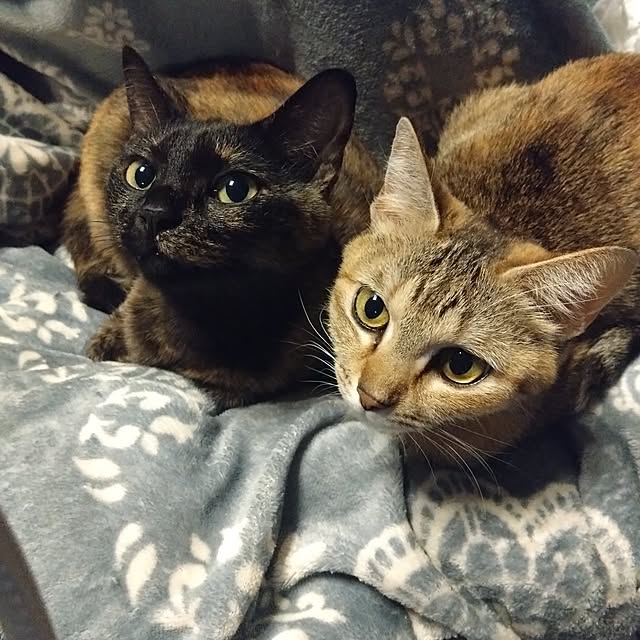 mamekoさんの部屋