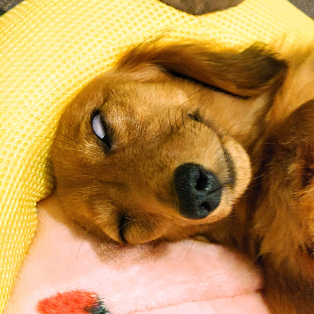 ponchanさんの実例写真