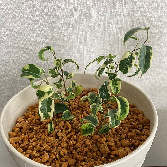 mamaさんの部屋