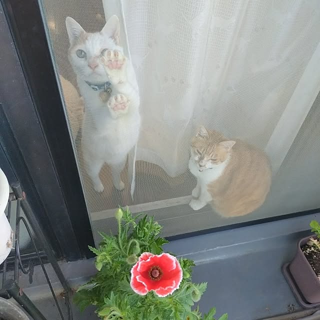 NOAHさんの部屋