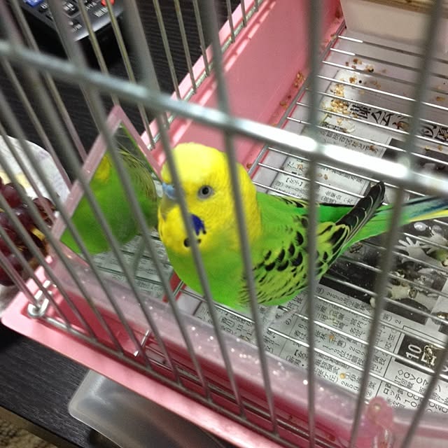 Malamaさんの実例写真