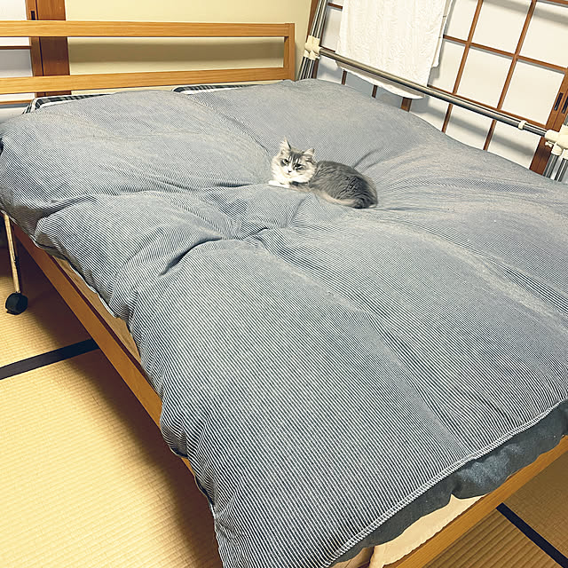 モニター応募投稿/スコティッシュフォールド/築30年超/ねこのいる日常/昭和な家...などのインテリア実例 - 2022-03-19 19:09:46