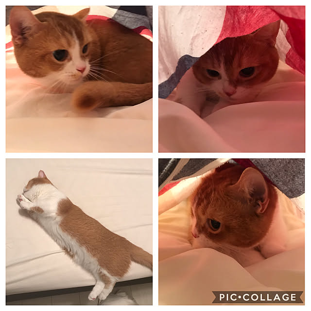 KotarouKunさんの実例写真