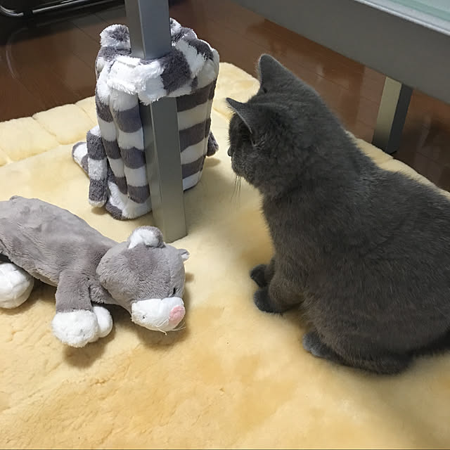 kittyさんの実例写真