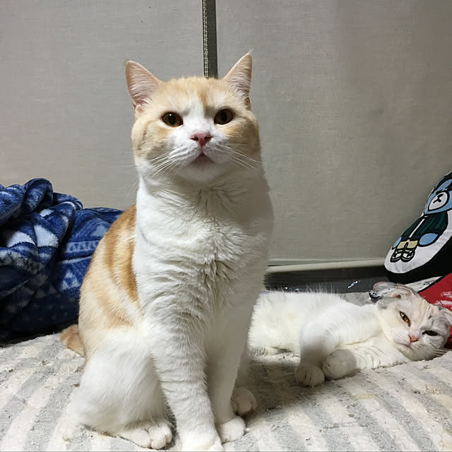 catwindow_m1aさんの実例写真