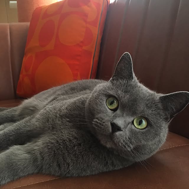 ikettenさんの実例写真